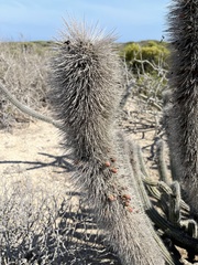 Lophocereus gatesii