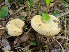 Lactarius yazooensis