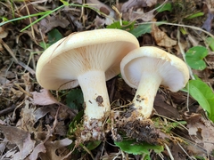 Lactarius yazooensis
