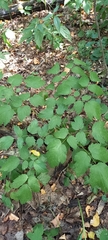 Actaea spicata