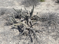 Lophocereus gatesii