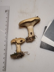 Lactarius yazooensis