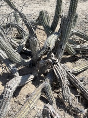 Lophocereus gatesii