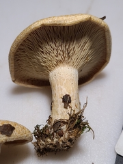 Lactarius yazooensis