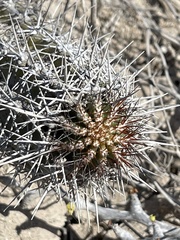 Lophocereus gatesii