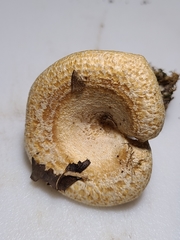 Lactarius yazooensis