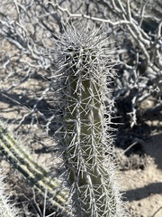 Lophocereus gatesii