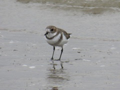 Charadrius falklandicus