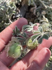 Passiflora pentaschista