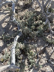 Passiflora pentaschista