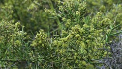 Colletia hystrix