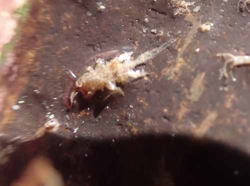 iNaturalist observation photo of Forestflies