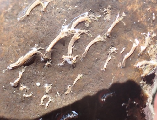 iNaturalist observation photo of Non-biting Midges