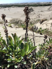 Solidago spathulata