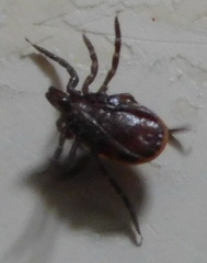 Ixodes persulcatus