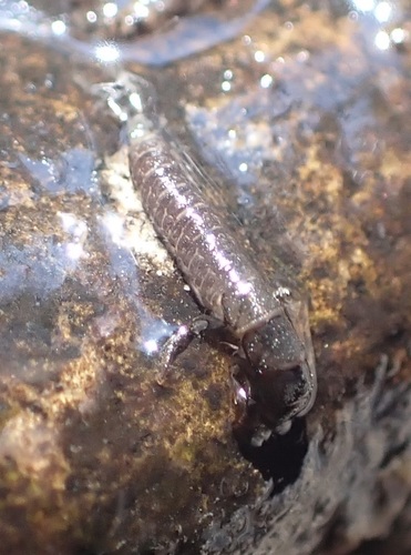iNaturalist observation photo of Net-spinning Caddisflies