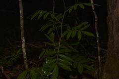 Derris involuta