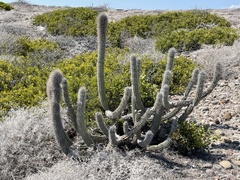 Lophocereus gatesii
