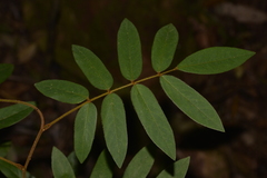 Derris involuta