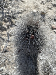 Lophocereus gatesii