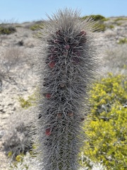 Lophocereus gatesii