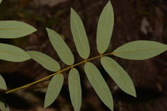 Derris involuta