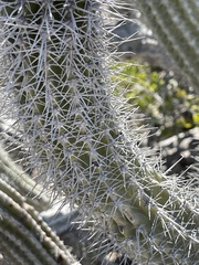 Lophocereus gatesii