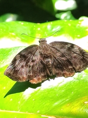 Achlyodes busirus heros