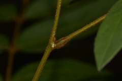 Derris involuta