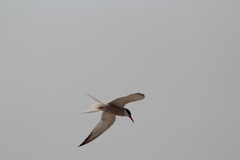 Sterna hirundo hirundo