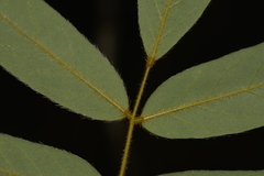 Derris involuta