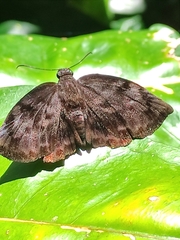 Achlyodes busirus heros