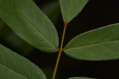 Derris involuta