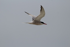 Sterna hirundo hirundo
