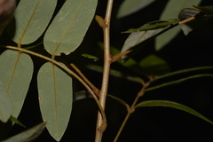 Derris involuta