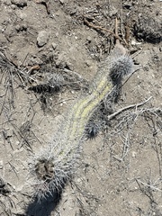 Lophocereus gatesii
