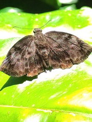 Achlyodes busirus heros