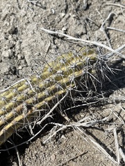 Lophocereus gatesii