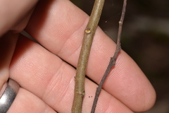 Derris involuta