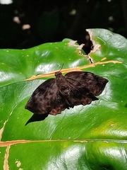Achlyodes busirus heros