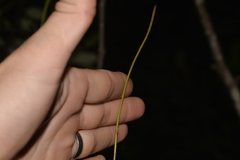 Derris involuta