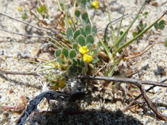 Acmispon heermannii orbicularis