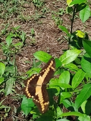 Heraclides homothoas