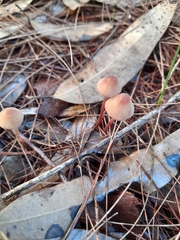 Mycena kuurkacea