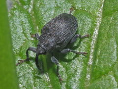 Ceutorhynchus alliariae