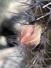 Lophocereus gatesii