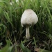 photo of Field Mushrooms And Allies (Agaricaceae)