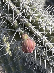 Lophocereus gatesii