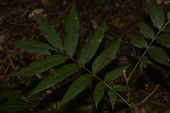 Dysoxylum rufum