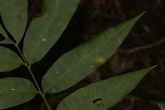 Dysoxylum rufum